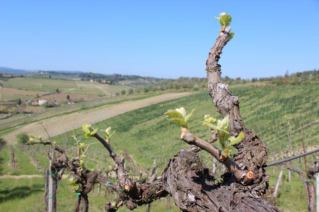 Bio Agriturismo Podere Pretoia San Gimignano Buitenkant foto